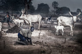 A scene in a mundari cattle camp-I - South Sudan Poster och Canvastavla