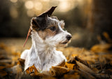 my little dog Poster och Canvastavla