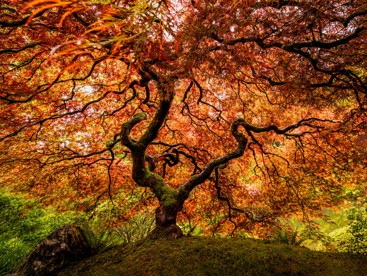 A senior maple tree Poster och Canvastavla