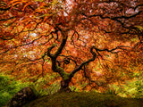 A senior maple tree Poster och Canvastavla