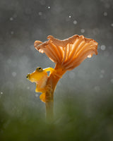 Mushroom Poster och Canvastavla