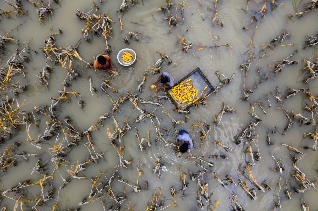 Flood water has damaged crops Poster och Canvastavla