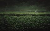 The Tea Picker Poster och Canvastavla