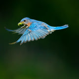 Bluebird Poster och Canvastavla