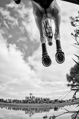 Equine Flight Poster och Canvastavla