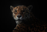 jaguar Poster och Canvastavla