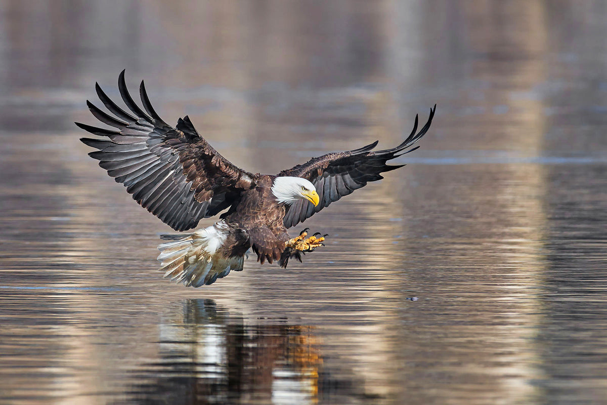 Target locked on Poster och Canvastavla