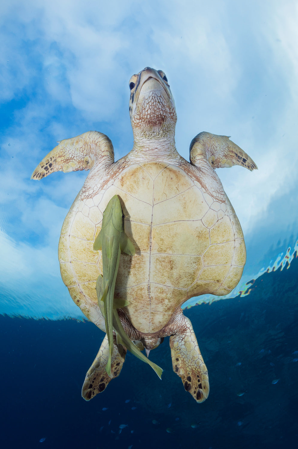 Green Sea turtle survivor Poster och Canvastavla