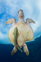 Green Sea turtle survivor Poster och Canvastavla