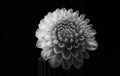 Dahlia Poster och Canvastavla