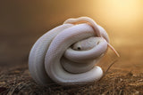 Leucistic Texas Rat Snake Poster och Canvastavla