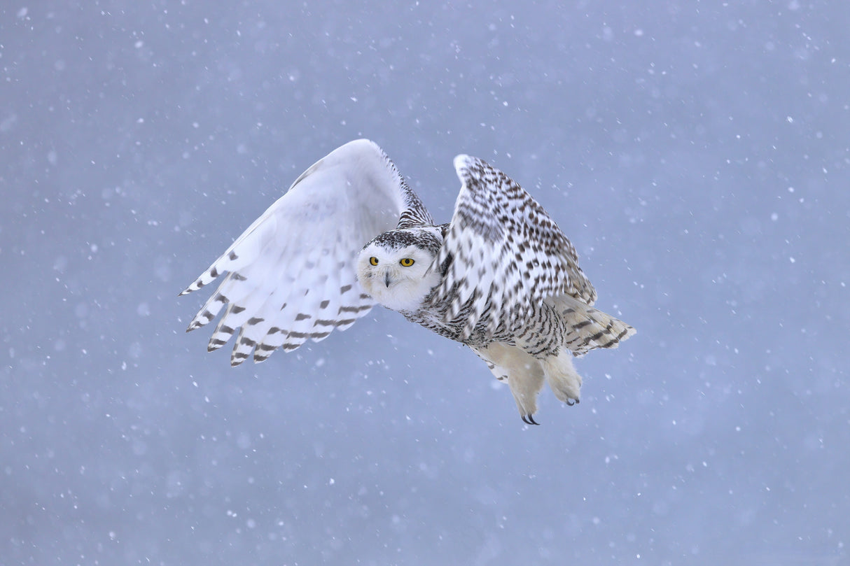 Snowy Owl Poster och Canvastavla