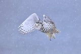 Snowy Owl Poster och Canvastavla