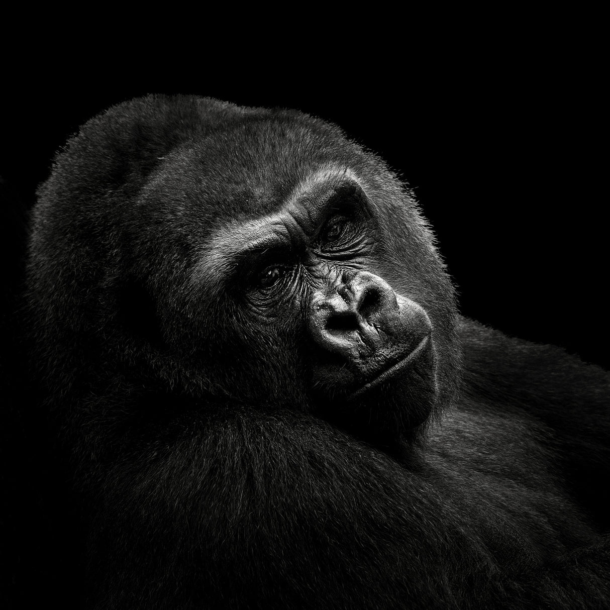 Gorilla Poster och Canvastavla