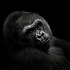 Gorilla Poster och Canvastavla