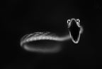 Vine Snake Strike Poster och Canvastavla