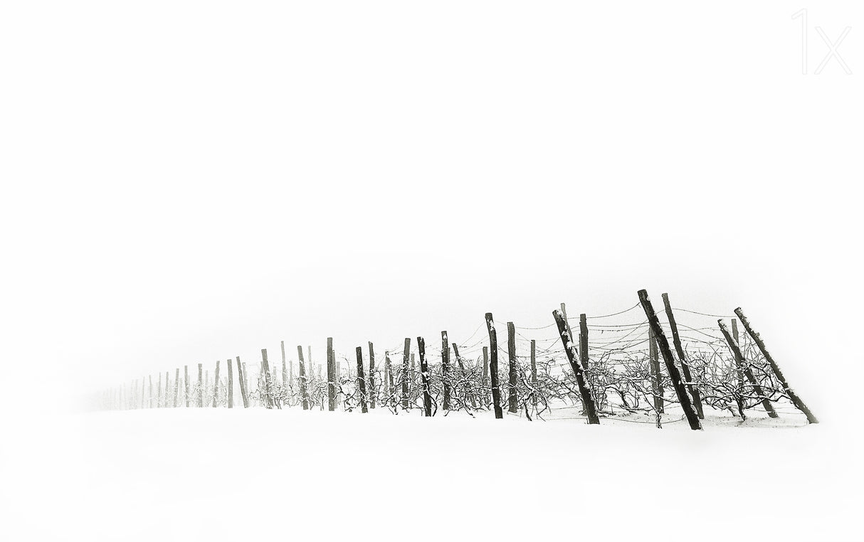 Vineyard Poster och Canvastavla