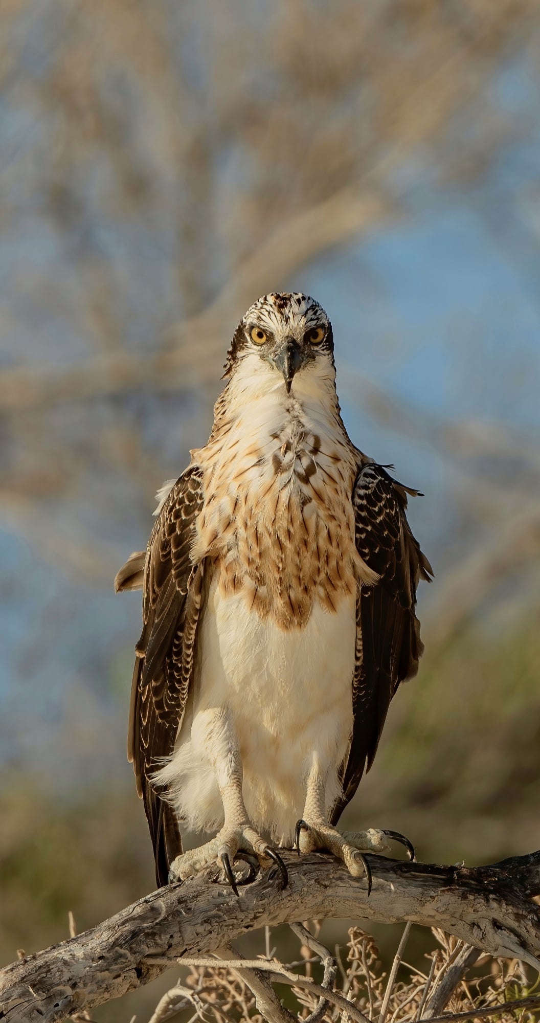 Proud Osprey Poster och Canvastavla