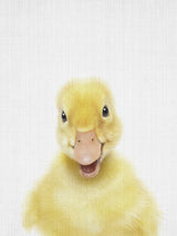 Peekaboo Baby Duck Poster och Canvastavla