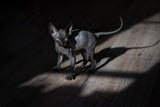 A black cat in a dark room Poster och Canvastavla