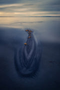 Crocodile on the beach Poster och Canvastavla
