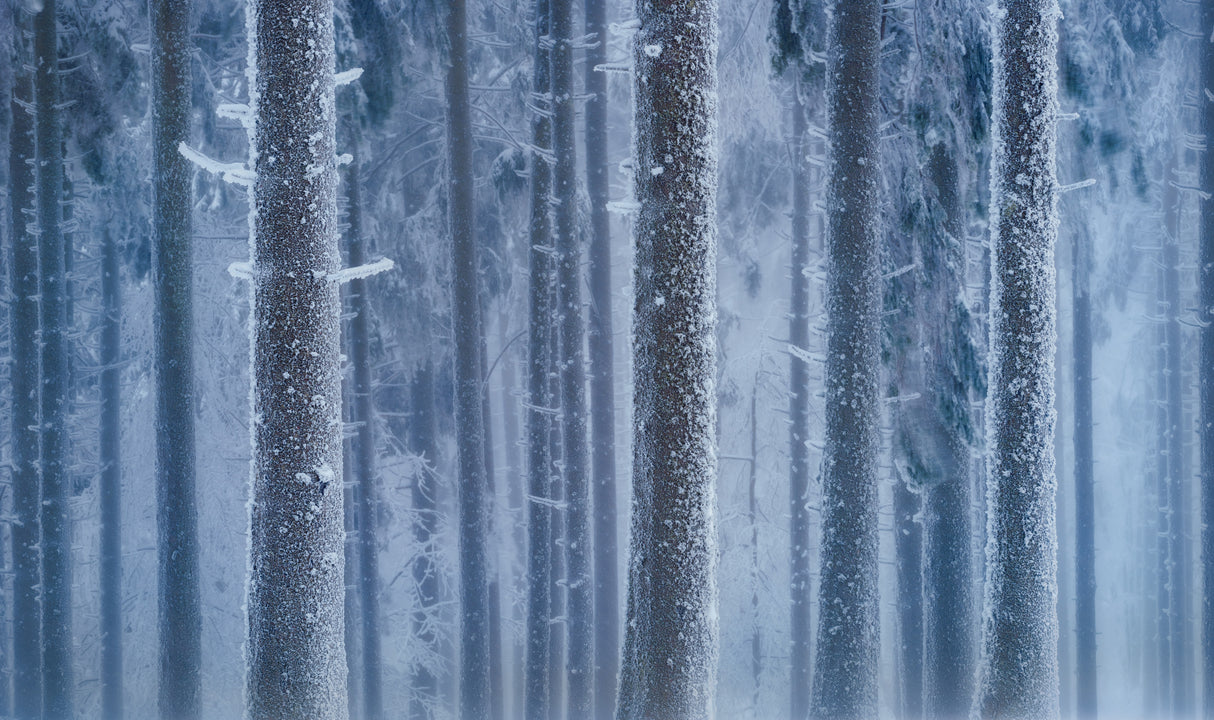 White walk Poster och Canvastavla