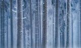 White walk Poster och Canvastavla