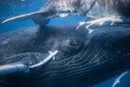 The whale's gaze Poster och Canvastavla