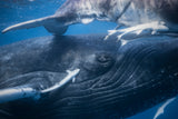 The whale's gaze Poster och Canvastavla