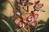 Orange Orchids Poster och Canvastavla