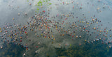 The fishing game Poster och Canvastavla