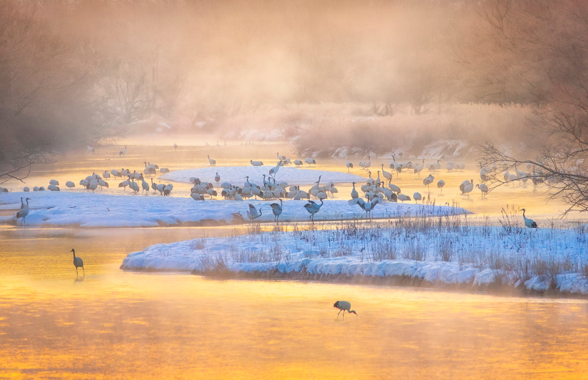 Golden morning Poster och Canvastavla