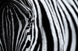 The look of nature Poster och Canvastavla