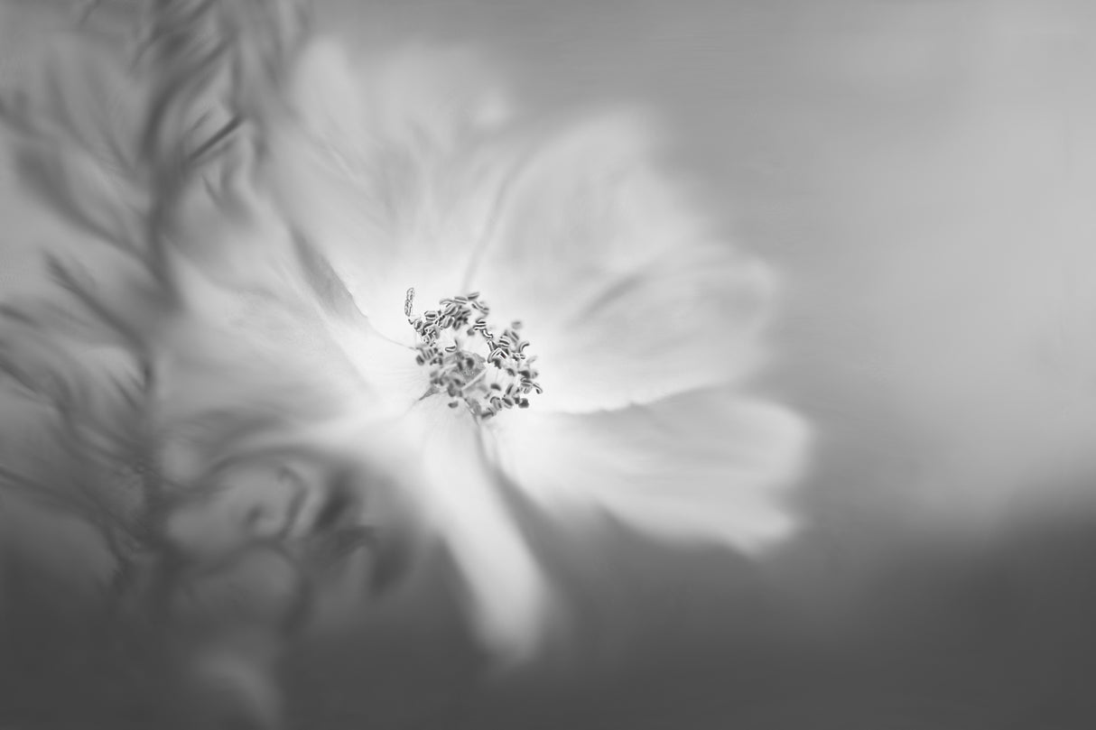 Wild rose in the wind Poster och Canvastavla