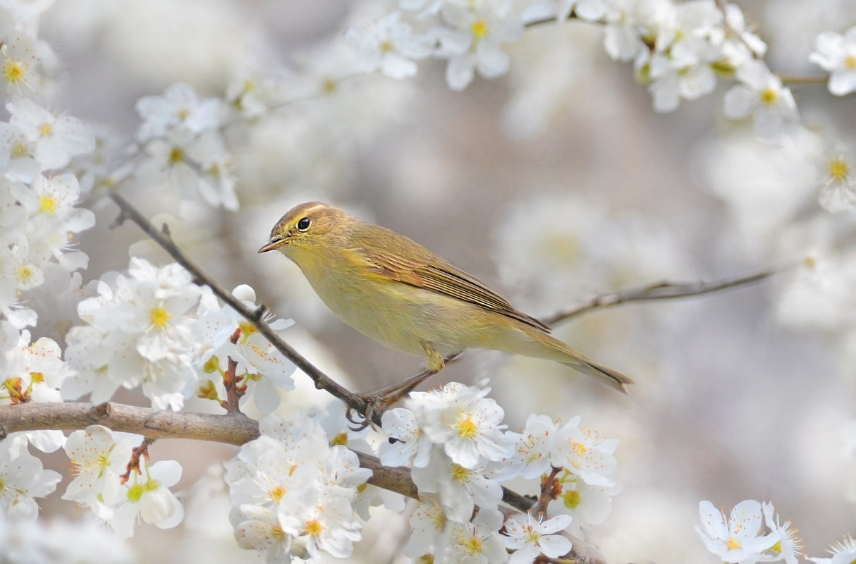 Spring is coming Poster och Canvastavla
