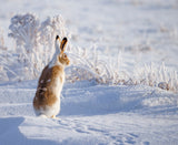 White-tailed jackrabbit Poster och Canvastavla