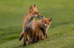 red fox Poster och Canvastavla