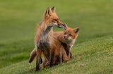 red fox Poster och Canvastavla