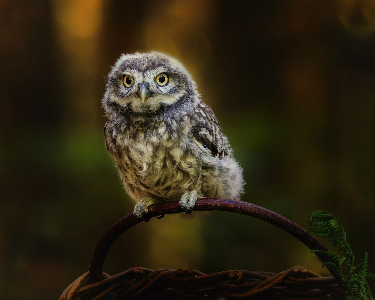 Small screech owl Poster och Canvastavla