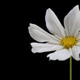 White Cosmos Flower Square Poster och Canvastavla