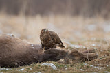 The big prey Poster och Canvastavla