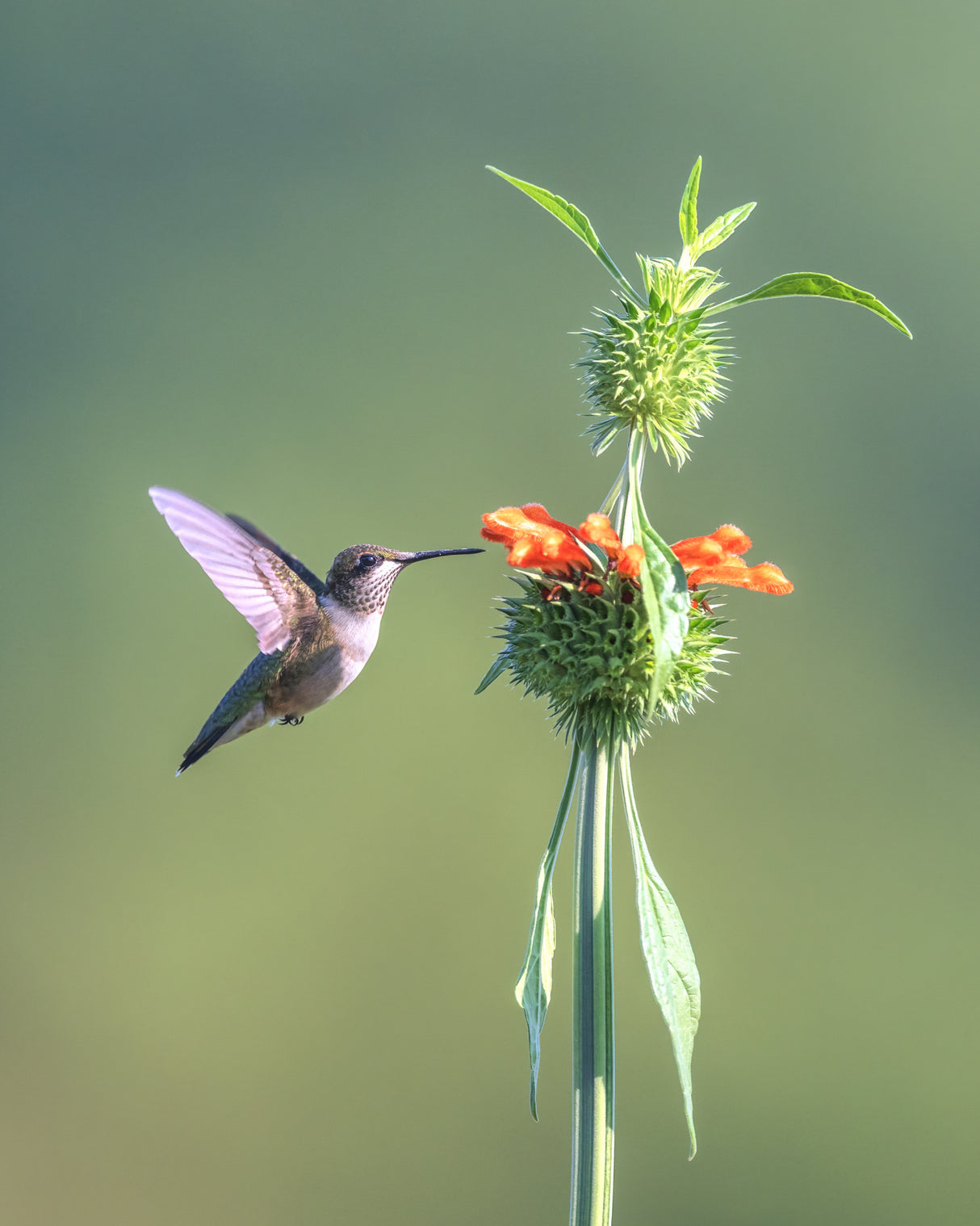 Hummer on Lion's Ear flower Poster och Canvastavla