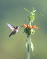 Hummer on Lion's Ear flower Poster och Canvastavla