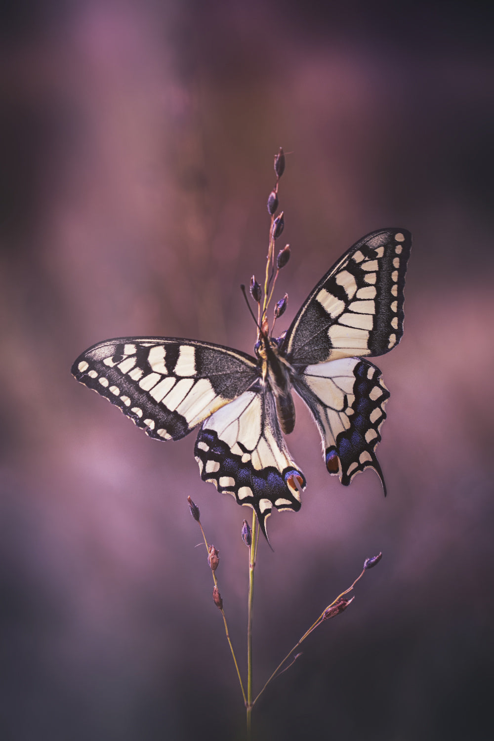 Swallowtail...the King Poster och Canvastavla