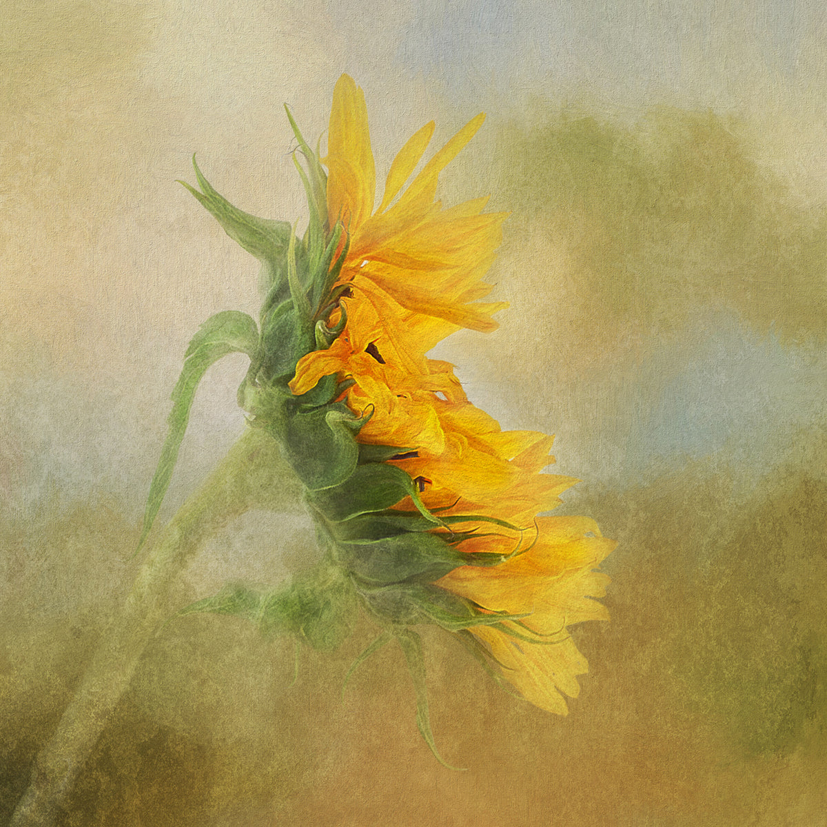 Fading Sunflower Poster och Canvastavla
