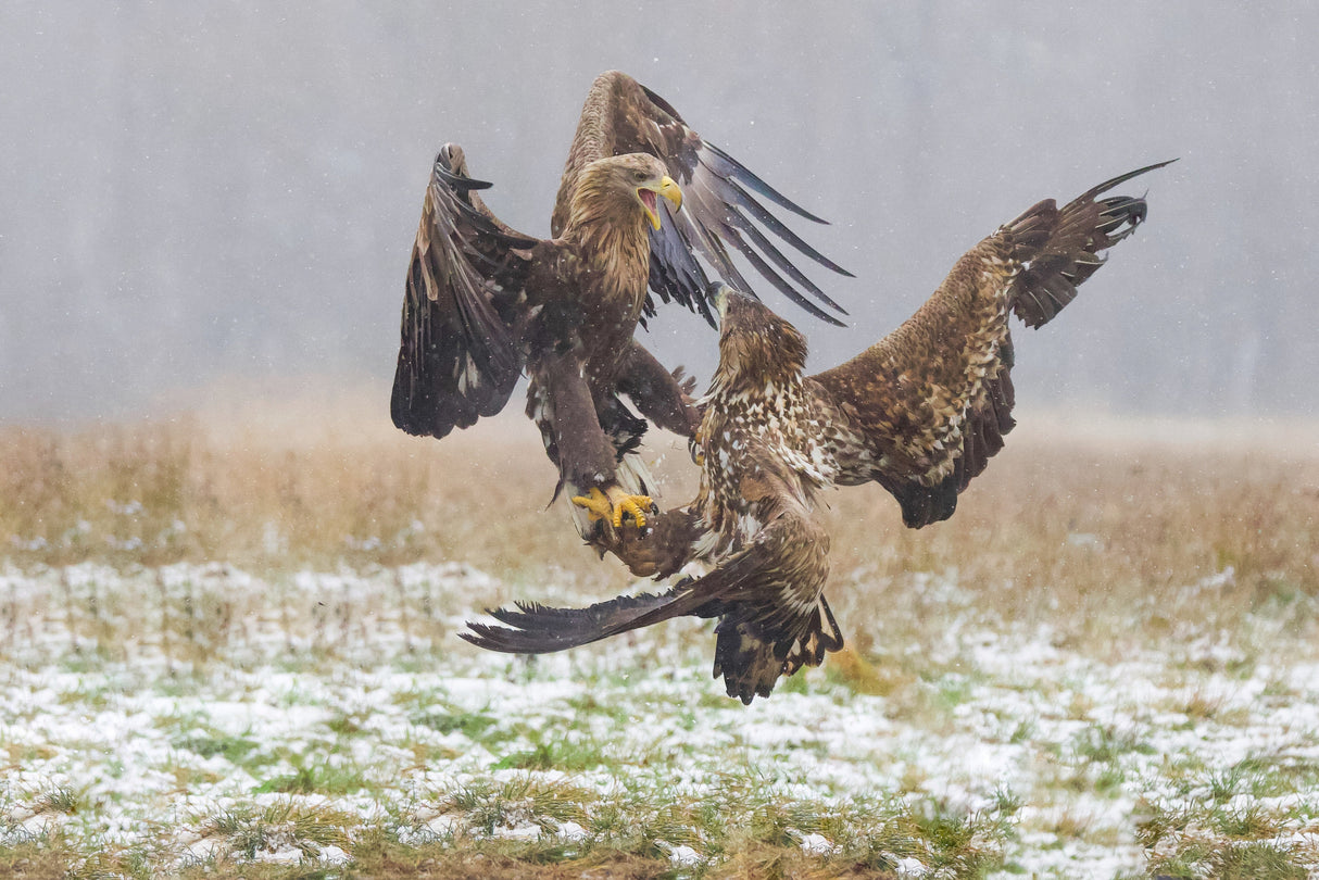 Eagle fights Poster och Canvastavla