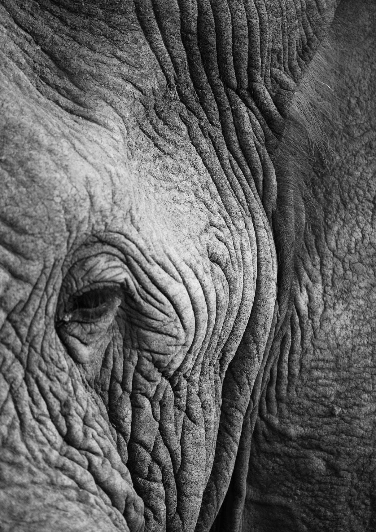 Elephant Study Poster och Canvastavla