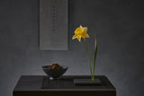 Narcissus Jonquilla Poster och Canvastavla