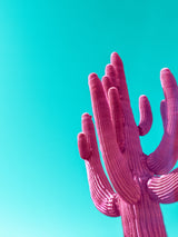 Magenta Pink Saguaro Poster och Canvastavla