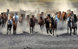 Wild  Horses Poster och Canvastavla